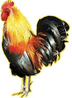 Con Ga Moi Łódź kuchnia orientalna logo